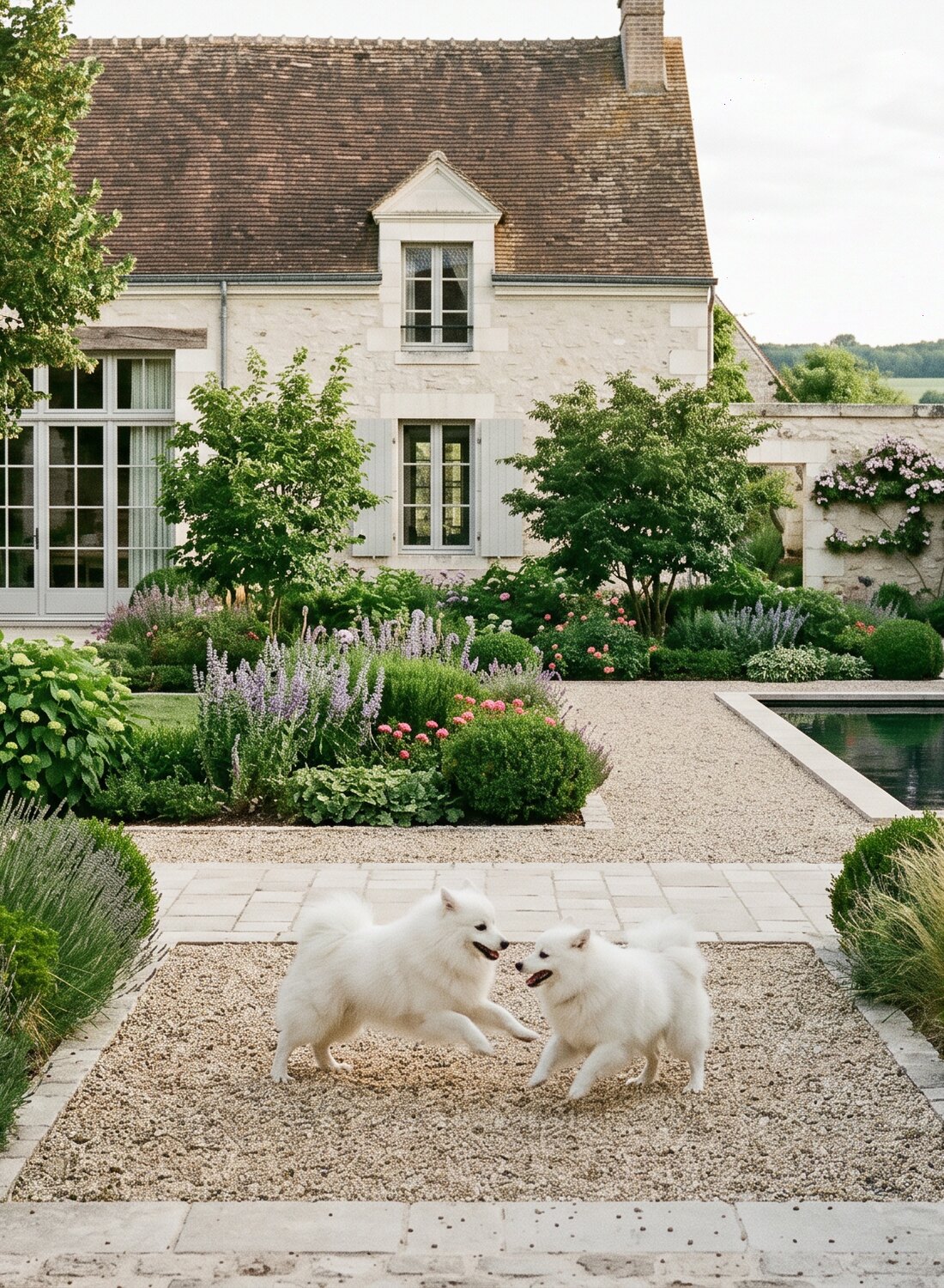 Deux Spitz blancs dans un jardin de pierre en Touraine
